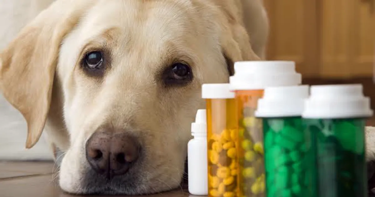 Am I over-supplementing my dog - NRC 2006 iodine and vitamin D ceilings - Raw & Well
