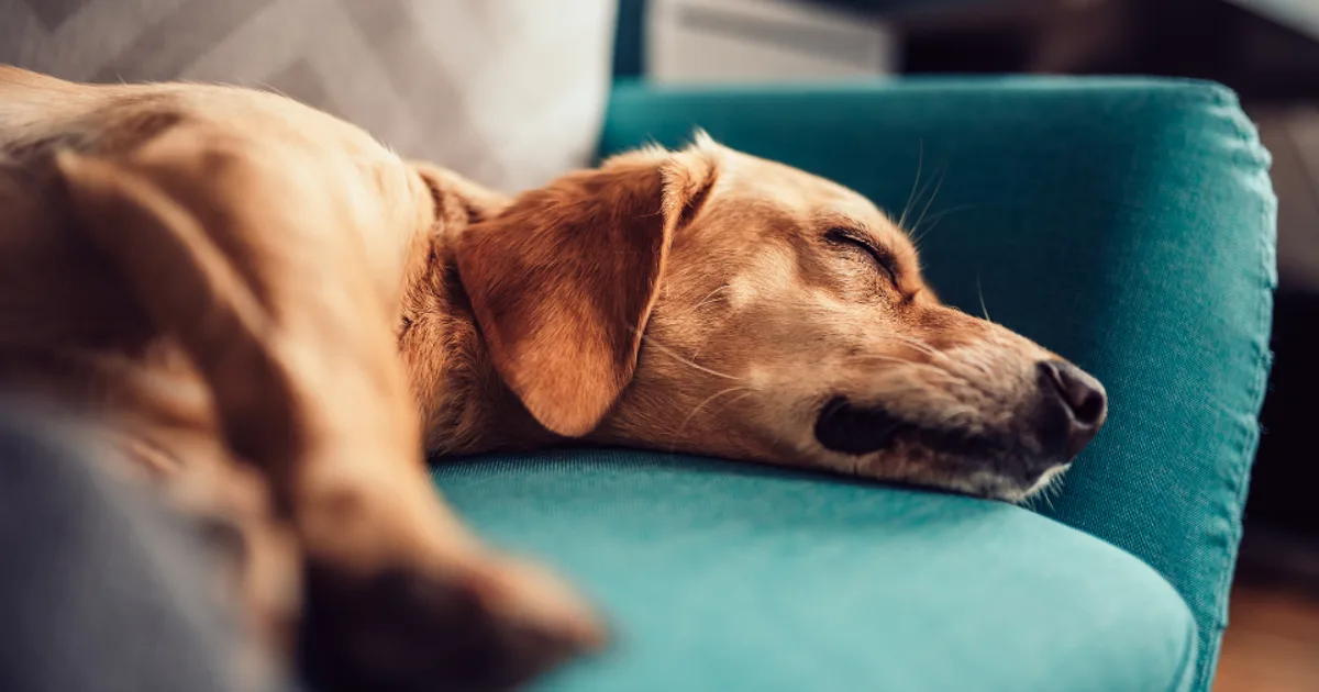 Iodine deficiency in raw-fed dogs - NRC 2006 thyroid micronutrient standard - Raw & Well