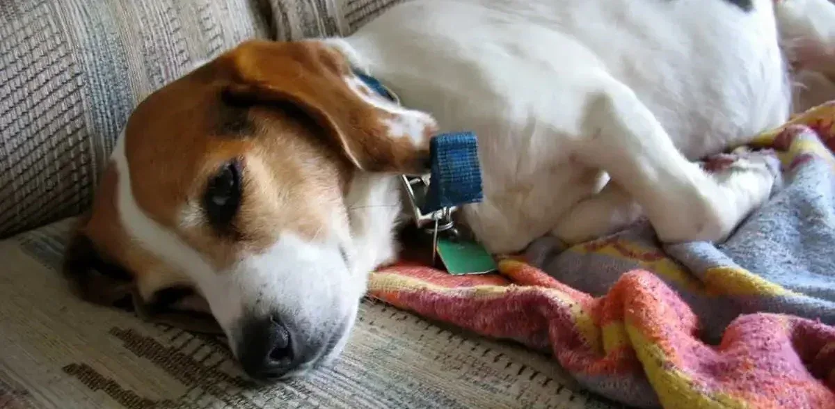 The Diarrhea Protocol