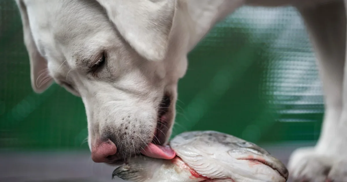 Raw feeding Labrador — NRC 2006 nutrition targets and POMC gene variant — Raw & Well