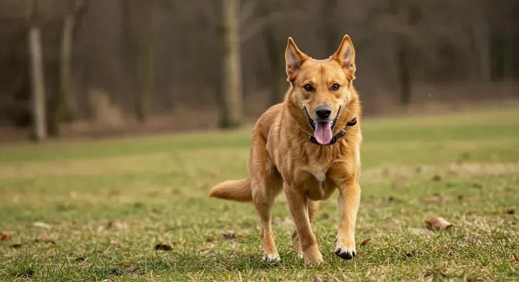 Senior Dog Nutrition