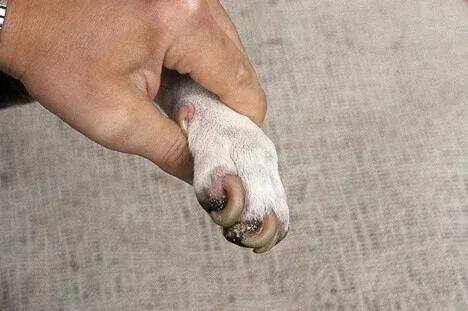 Zinc Deficiency Guide